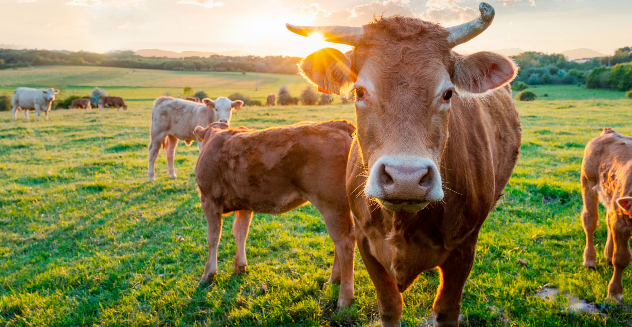 Στην Κύπρο οι εμπειρογνώμονες για τον αφθώδη πυρετό στα κατεχόμενα - H κατάσταση στις ελεύθερες περιοχές