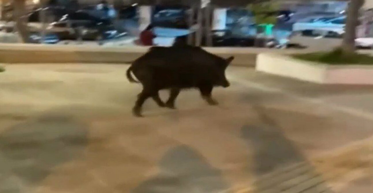 Viral βίντεο: Αγριογούρουνο κινείται ατάραχο σε πάρκο της Θεσσαλονίκης!