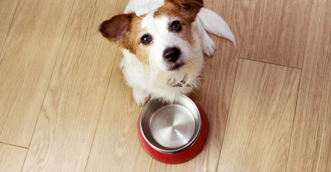 Έχετε σκυλάκι λαίμαργο; Ποιες είναι οι συνηθέστερες αιτίες - Πώς μπορείτε να το καταπολεμήσετε