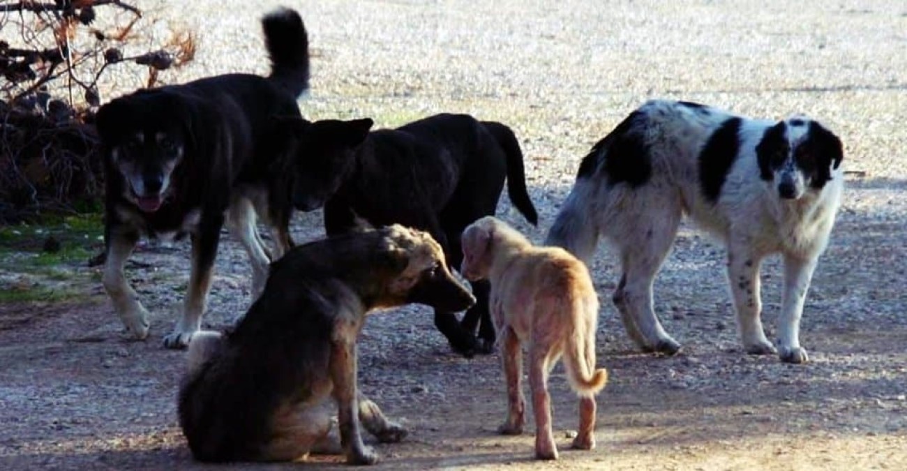 Αποτροπιασμός και ανησυχία για αδέσποτα σκυλιά που ζουν σε  άθλιες συνθήκες - Το ένα βρήκε τραγικό θάνατο 