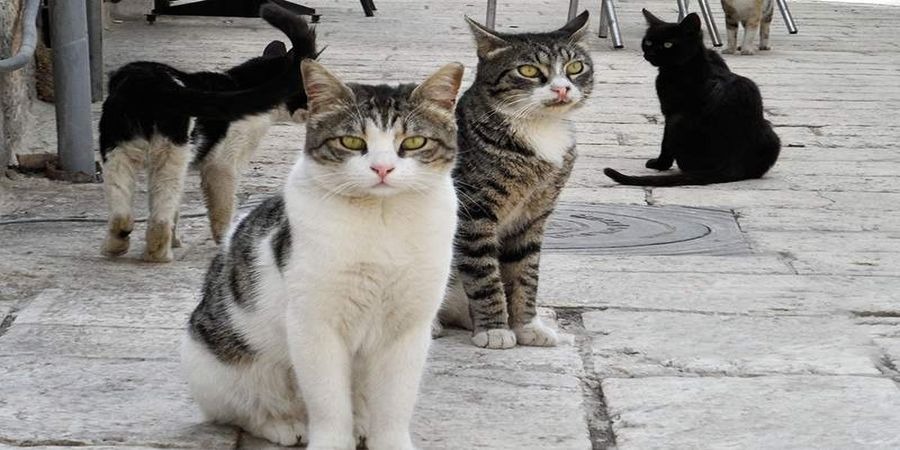 Έρευνα συμβουλεύει: Κρατάτε τις γάτες μέσα στα σπίτια σας για να μην μολύνεστε 