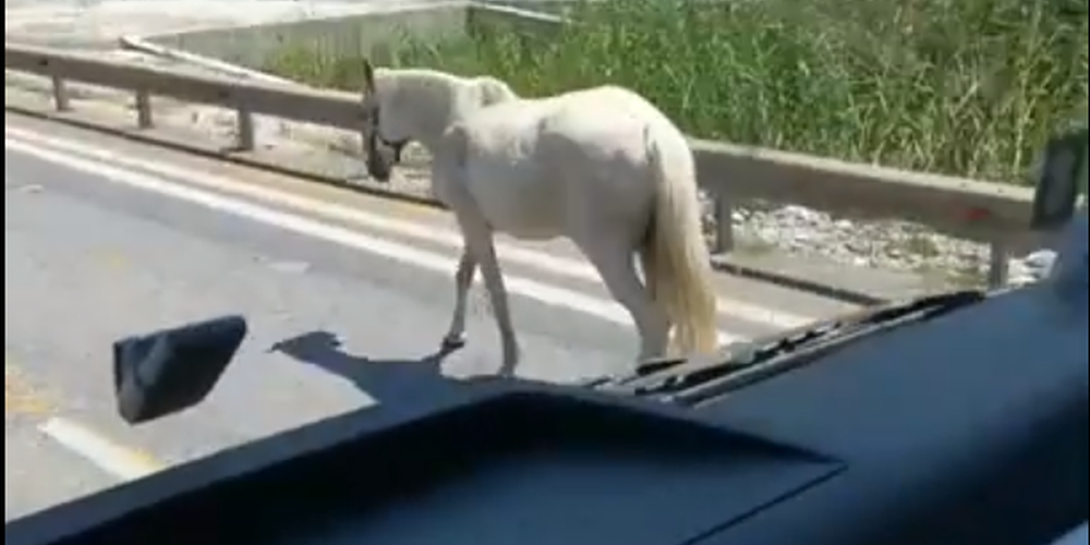 Θεσσαλονίκη: Ακινητοποιήθηκε άλογο που κυκλοφορούσε ελεύθερο - VIDEO