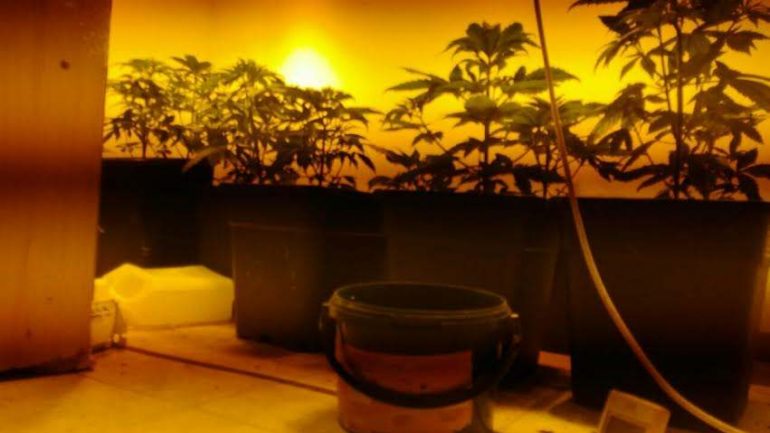 ΛΕΜΕΣΟΣ: 'Φυτώριο' το σπίτι του 29χρονου - Είχε και σπόρους 