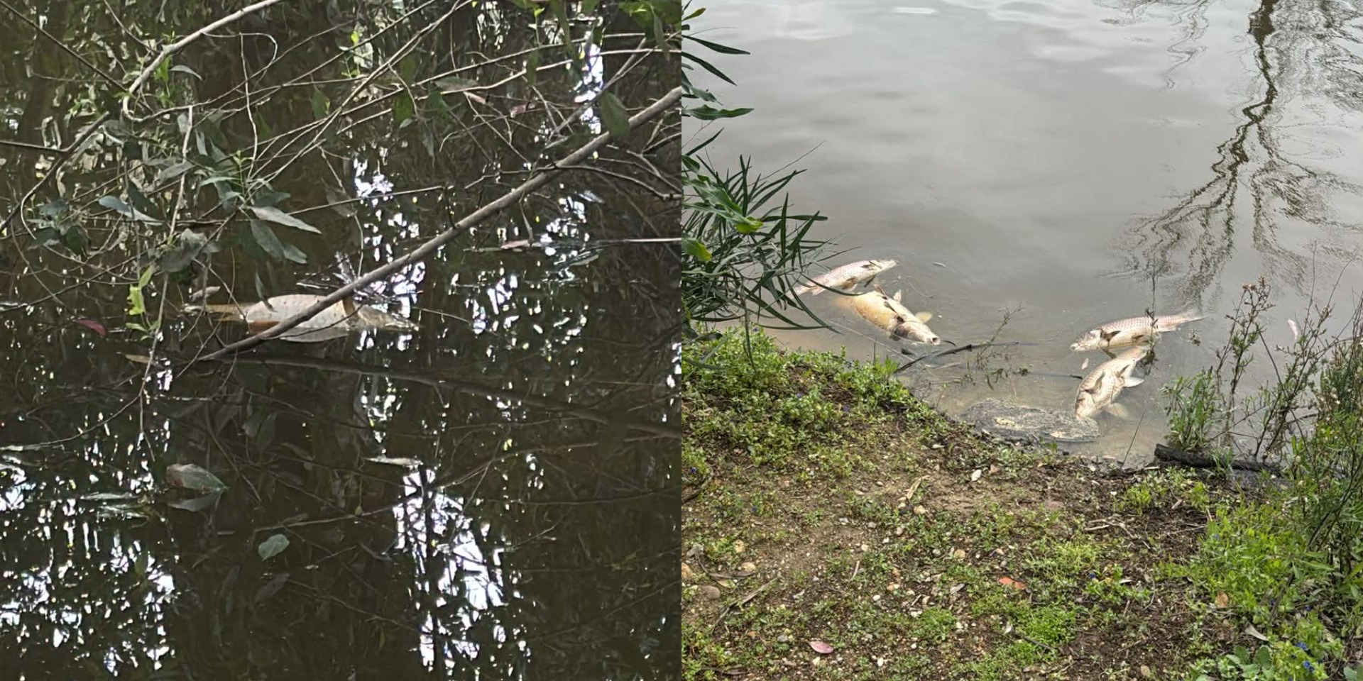 VIDEO: Παραμένει το μυστήριο με τα νεκρά ψάρια στο Πάρκο Αθαλάσσας - Αναπάντητα ερωτηματικά