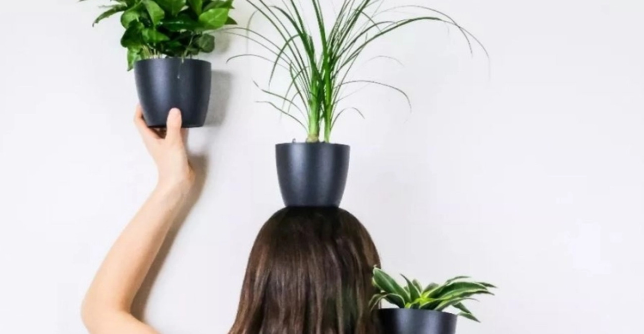 Όαση δροσιάς: Τρία φυτά για να «νικήσεις» τον καύσωνα - Λειτουργούν σαν φυσικά κλιματιστικά