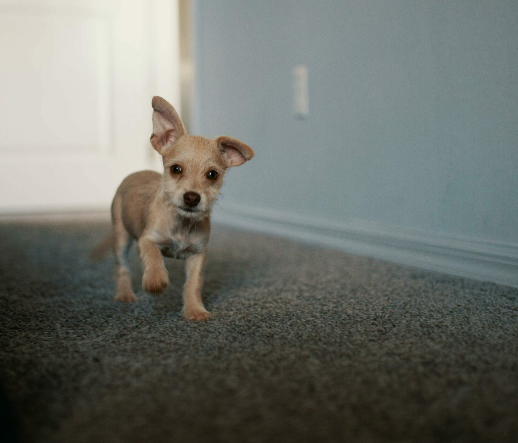 Αυτή είναι η πρώτη λέξη που πρέπει να μαθαίνει ο σκύλος σας