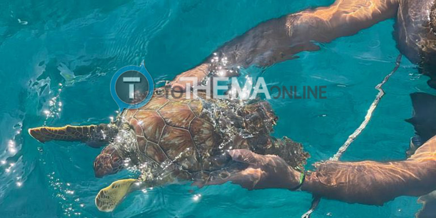 Εντοπίστηκε χελώνα στο Κάβο Γκρέκο – Δύτες έκοψαν τα δίχτυα για να τη σώσουν – Δείτε φωτογραφίες 