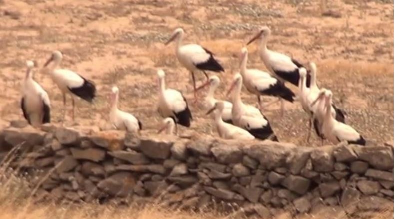 VIDEO - Μύκονος: Σπάνιο θέαμα με πελαργούς άφησε άφωνους τους τουρίστες