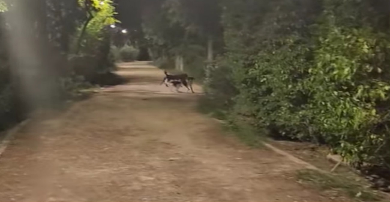 Δείτε την αγέλη σκύλων που περιφέρονται κοντά στον Πεδιαίο - Δεν έχει εντοπιστεί ακόμη - Βίντεο