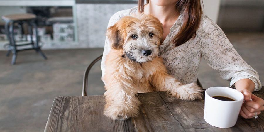 Καφετέρια στη Λάρνακα βάζει στο μενού της και λιχουδιές για σκύλους