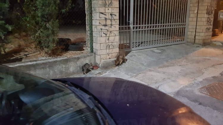 Αλεπού κατέβηκε στο κέντρο της Αθήνας - Δείτε βίντεο