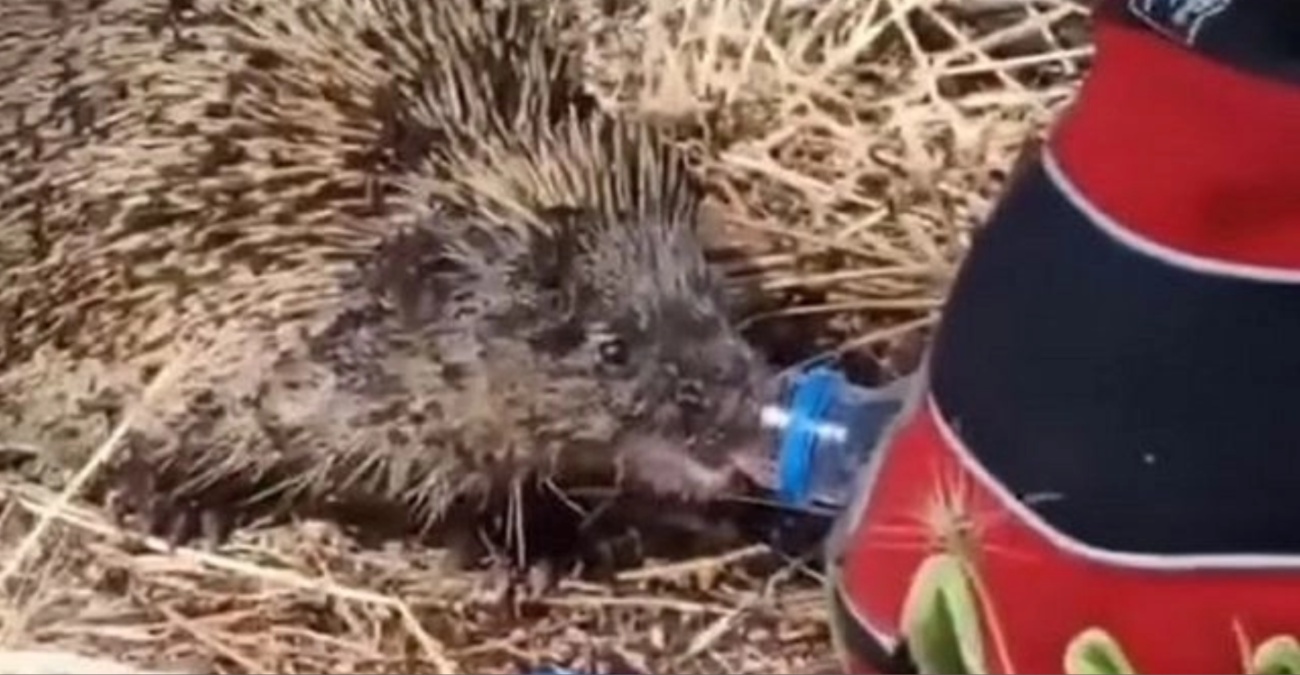 VIDEO: Πυροσβέστης δίνει νερό σε σκαντζόχοιρο που γλίτωσε από τη φωτιά στο Κιλκίς