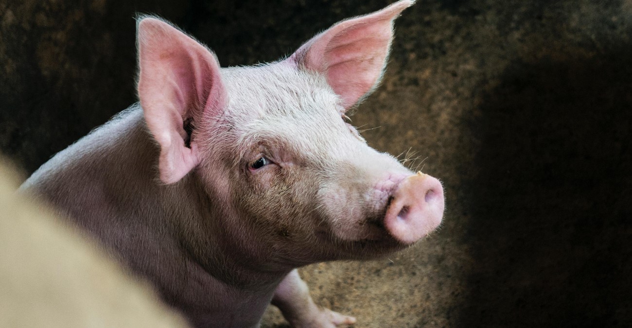 ΗΠΑ: Το Ανώτατο Δικαστήριο δικαίωσε τα γουρούνια - Οργισμένοι οι παραγωγοί χοιρινού και μπέικον