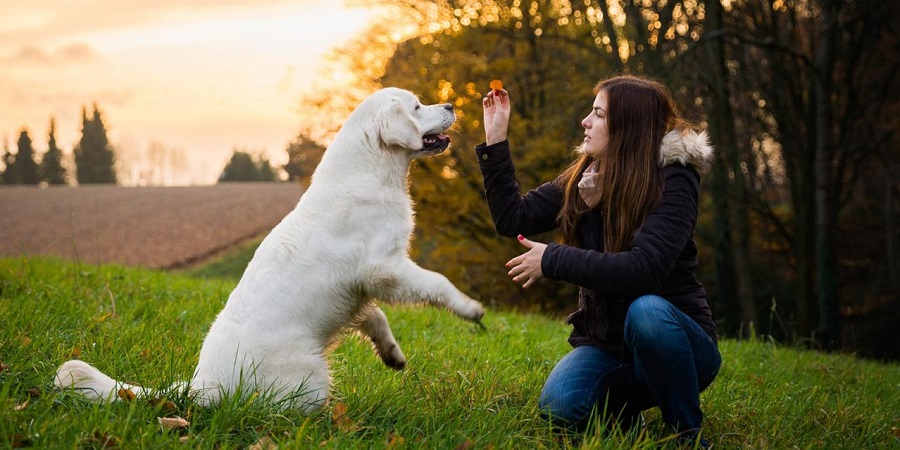 Για να μάθει ο σκύλος πρέπει να καταλάβει ποιος έχει το πάνω χέρι – Σωστά; - Συμβουλές Ειδικών