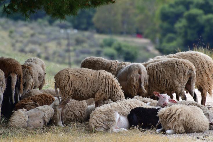 ΕΠ. ΠΑΦΟΥ: Κατήγγειλε ότι της έκλεψαν 30 αιγοπρόβατα 