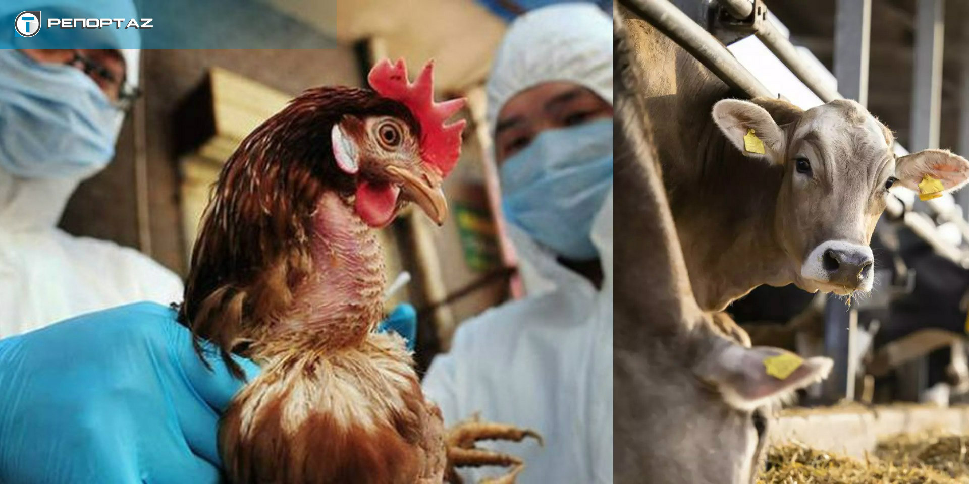 Γρίπη των πτηνών και σε… αγελάδες: Πώς και πότε μεταδίδεται στον άνθρωπο - Απαντά στο «Τ» ο Δρ. Καραγιάννης