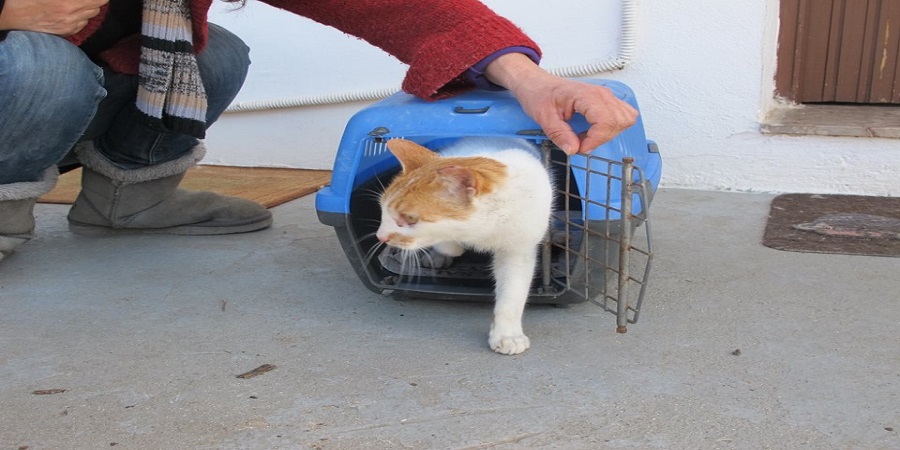 Σε ισχύ το Παγκύπριο Σχέδιο Στειρώσεων αδέσποτων γάτων για το 2020