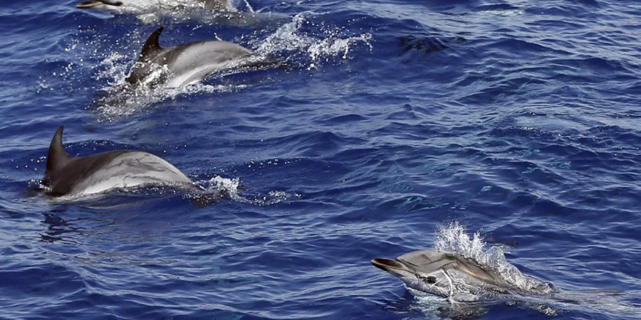 Πόλεμος στην Ουκρανία: Εκπαιδευμένα δελφίνια ανέπτυξαν οι Ρώσοι στη Μαύρη Θάλασσα