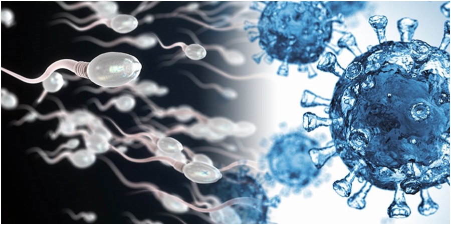 Πόσο επηρεάζουν το σπέρμα τα εμβόλια mRNA: Τι δείχνουν οι έρευνες