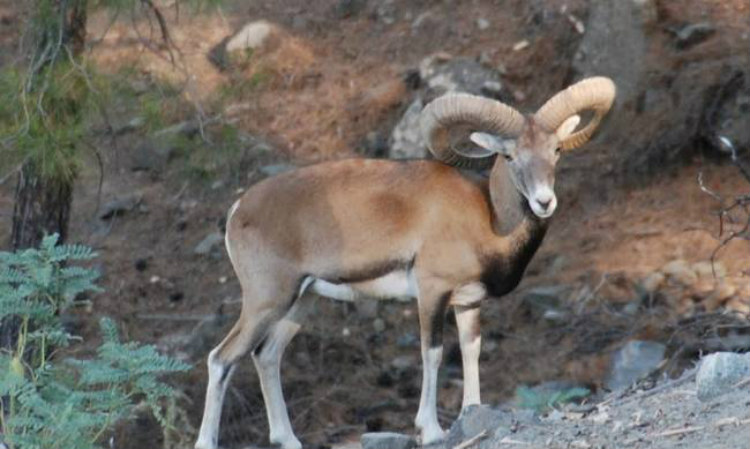 VIDEO: «Η ομορφιά του τόπου μας» - Μικρό αγρινό τρέχει ανέμελο σε κυπριακό δρόμο