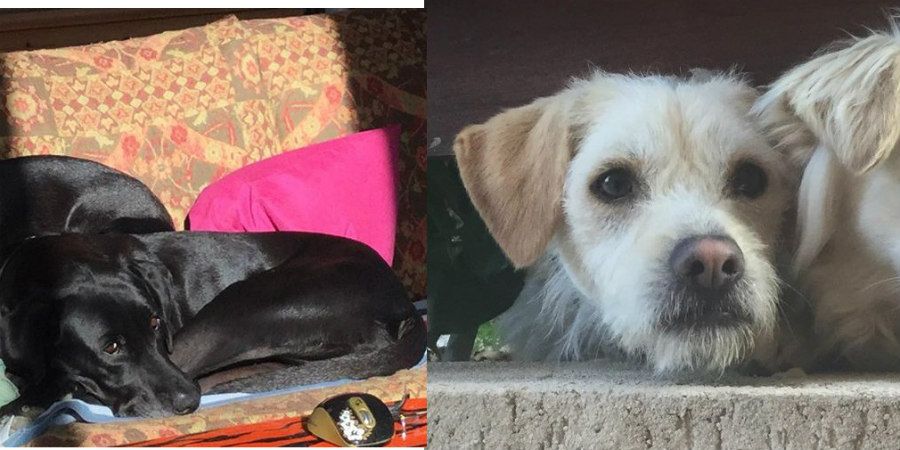 ΑΡΓΑΚΑ: ΦΩΤΟΓΡΑΦΙΕΣ από τα σκυλιά τα οποία δηλητηριάστηκαν - Τα βλέπεις και διερωτάσαι γιατί κάποιος να τα δηλητηριάσει