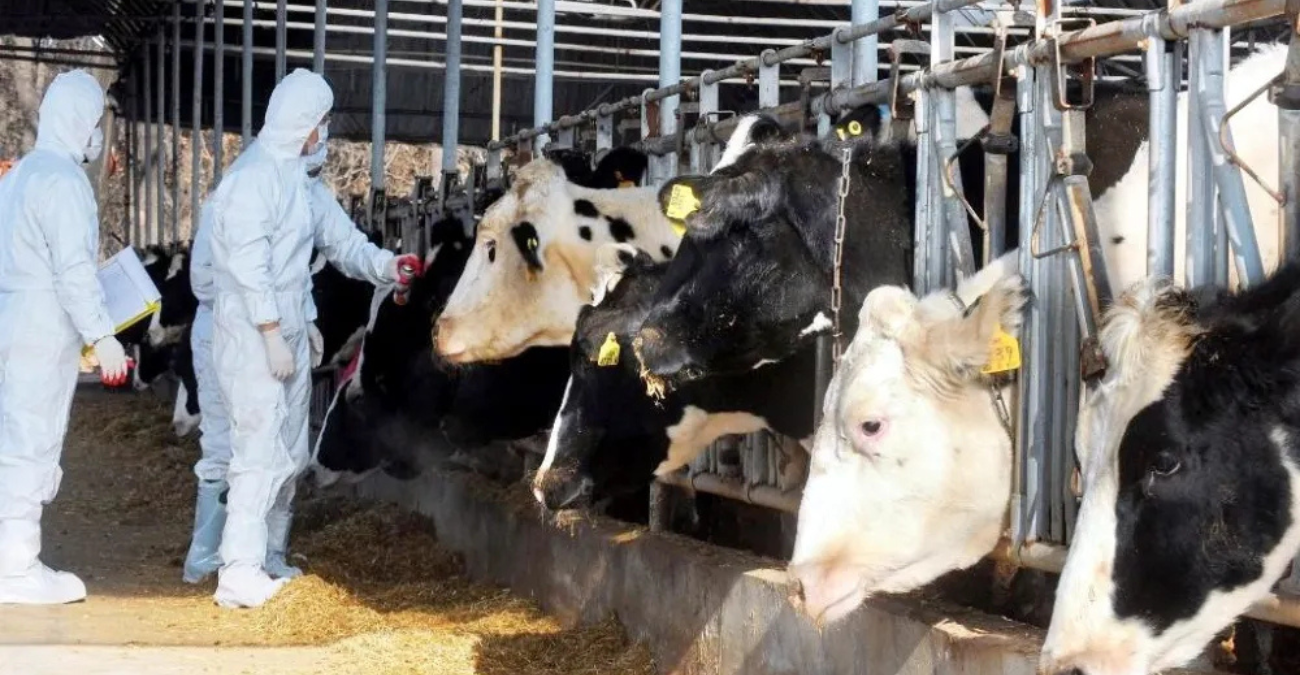 Αφθώδης πυρετός: Σκηνικό συναγερμού δίπλα στην Πράσινη Γραμμή – Ζητούν καθολική ευθύνη πριν να είναι αργά