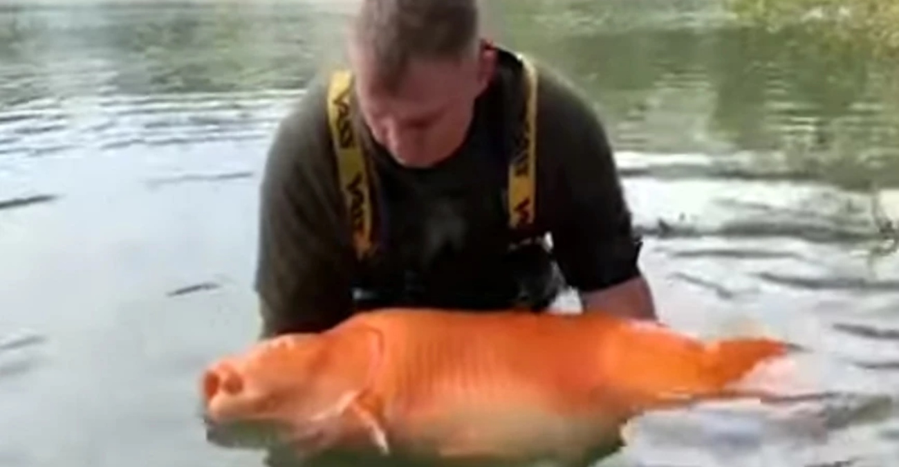 Βρετανία: Ψαράς έπιασε το μεγαλύτερο χρυσόψαρο – Ζυγιζει πάνω από 30 κιλά!