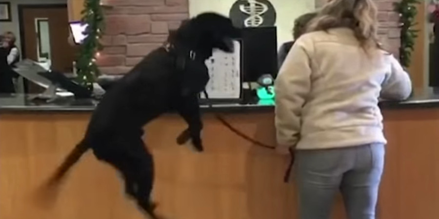 Απίστευτη αντίδραση σκύλου λίγο πριν τον κτηνίατρο- VIDEO