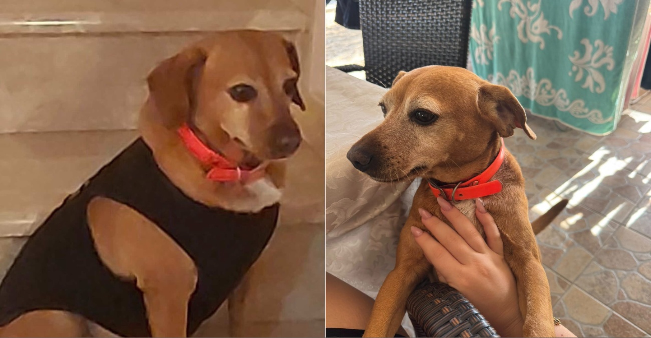 Θρίλερ στην Πύλα: Η Ρόζα βρέθηκε νεκρή στον αυτοκινητόδρομο αλλά το κολάρο της «έκανε φτερά»