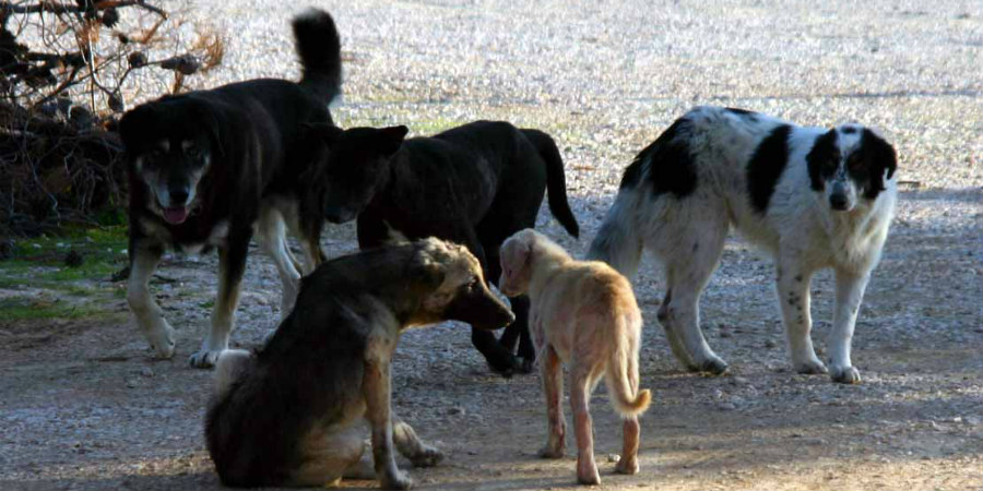 «Αποτροπιασμός και φρίκη» - Καταγγελία για μαζική δηλητηρίαση ζώων στο Μαρώνι - Δείτε φωτογραφίες