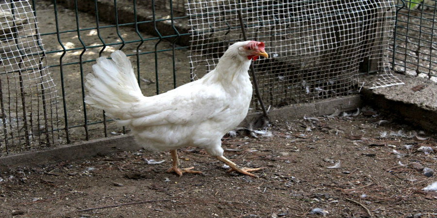 ΠΑΡΑ-THEMA: Συνεχίζονται οι μαζικές μετακινήσεις κοτόπουλων στην Κύπρο- ΦΩΤΟΓΡΑΦΙΑ