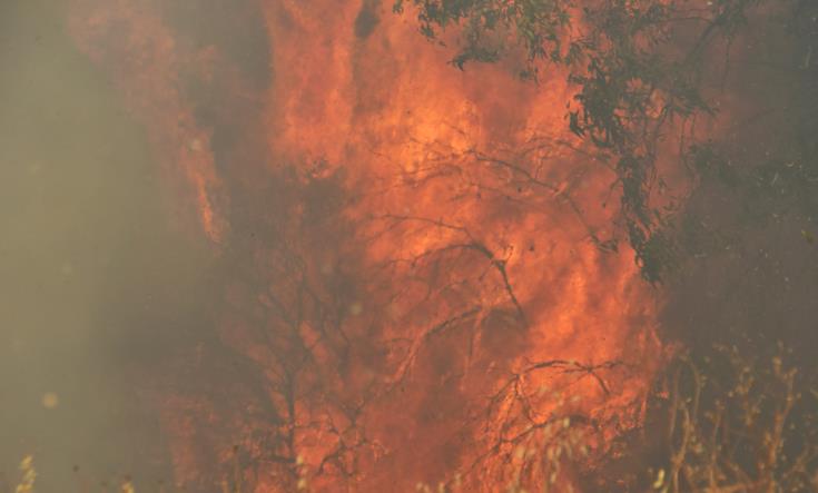 Υπό πλήρη έλεγχο η φωτιά που ξέσπασε μεταξύ των χωριών Λεμόνας και Πιτταρκού