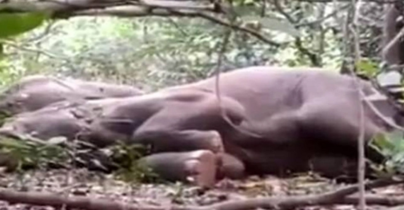 Μεθυσμένοι ελέφαντες έπεσαν ξεροί για ύπνο - Ήπιαν ποτά που είχαν αφήσει χωριανοί στην ζούγκλα
