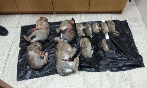 CABS: Καταδίκη 55 προσώπων και πρόστιμα €239 χιλ. για λαθροθηρία πτηνών το φθινόπωρο