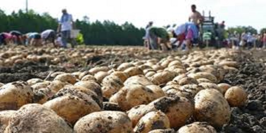 ΠΑΦΟΣ: Από 1500 ευρώ πρόστιμο σε δύο Γεωργιανές - Έκλεβαν πατάτες από χωράφια στη Γεροσκήπου