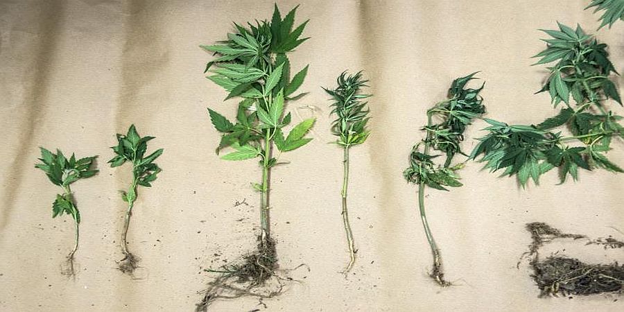 ΠΕΛΕΝΔΡΙ: Καταζητούν το άτομο που φέρεται να αύξησε την ουσία THC στα φυτά κάνναβης 