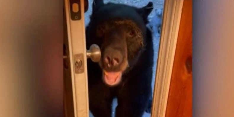 Η πιο υπάκουη αρκούδα έχει τρελάνει το διαδίκτυο: Της λένε να κλείσει την πόρτα και το κάνει