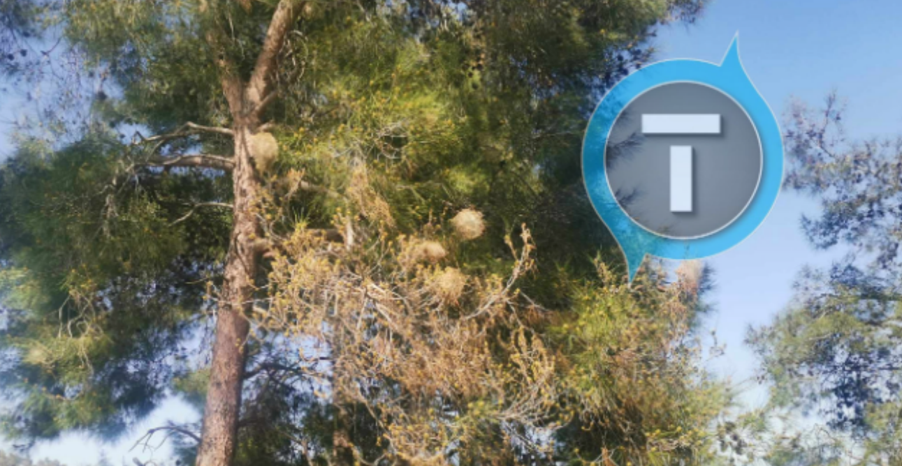 Κάμπιες των πεύκων: Πότε και πού εμφανίζονται στην Κύπρο; Ποιες οι διαφορές με τα «μαρτούθκια»; - Γιατί είναι επικίνδυνες για ανθρώπους και ζώα