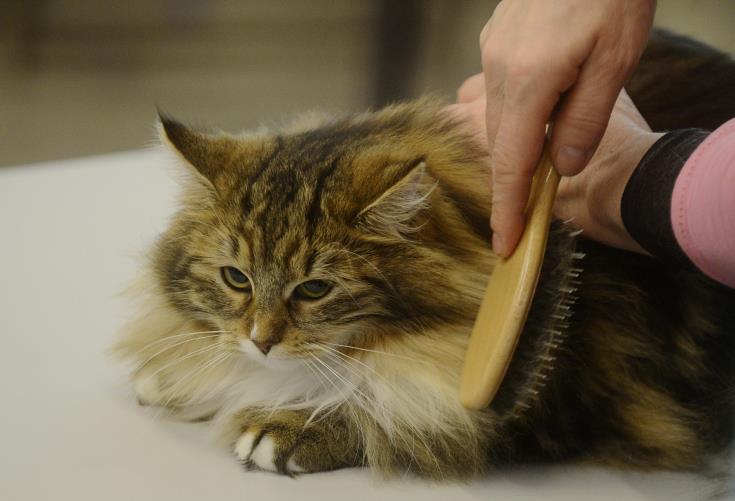 Γάτος βγήκε θετικός στον νέο κορωνοϊό για πρώτη φορά στη Γαλλία