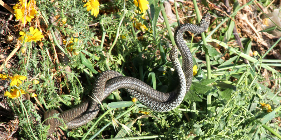 ΛΑΡΝΑΚΑ: Εντυπωσιακό θέαμα – Φίδια εν ώρα… αναπαραγωγής –VIDEO