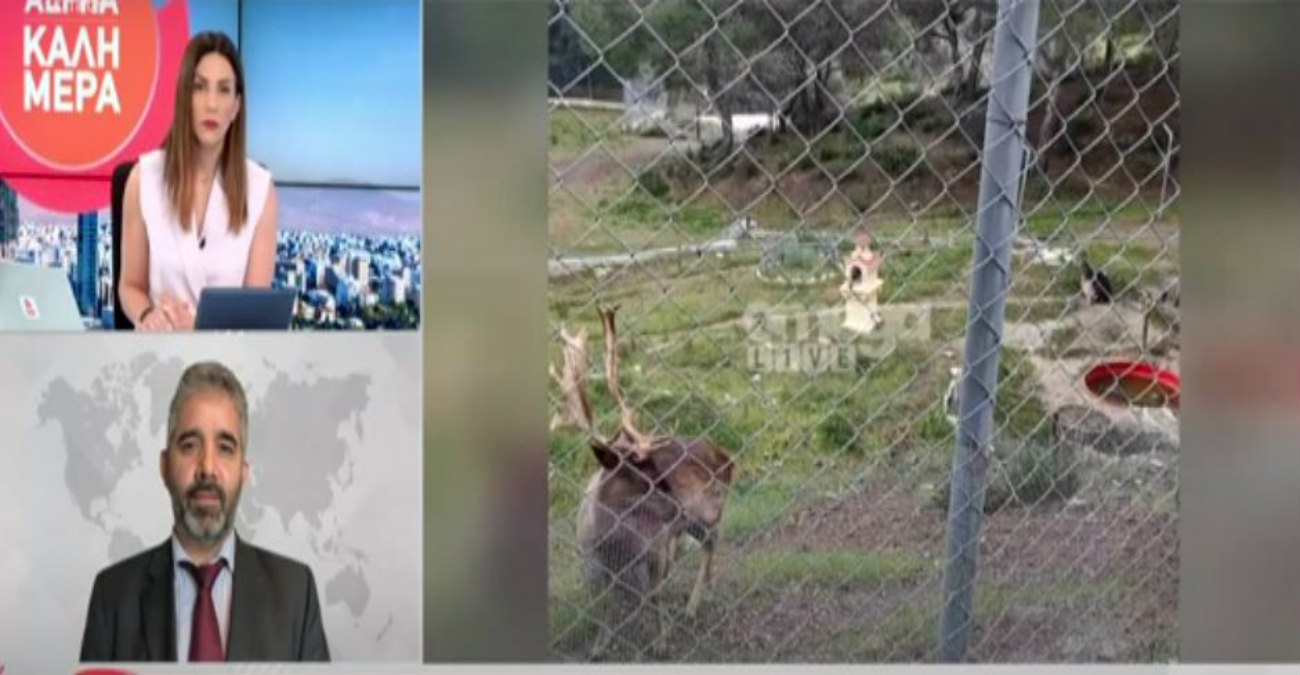 Χωράφι με ελάφια στον Λυθροδόντα: Ανήκει στην Μονή Αββακούμ – «Δεν υπάρχει άδεια και δεν δήλωσαν τα ζώα» - Βίντεο