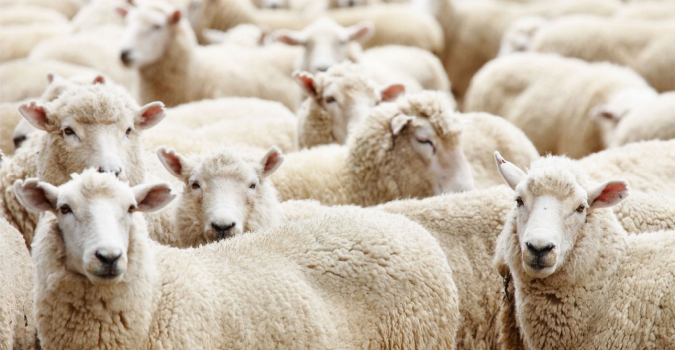 Ελλάδα: Έκλεψαν ολόκληρο κοπάδι πρόβατα στον Άγιο Νικόλαο - Πώς τους χάλασε τα σχέδια η αστυνομία
