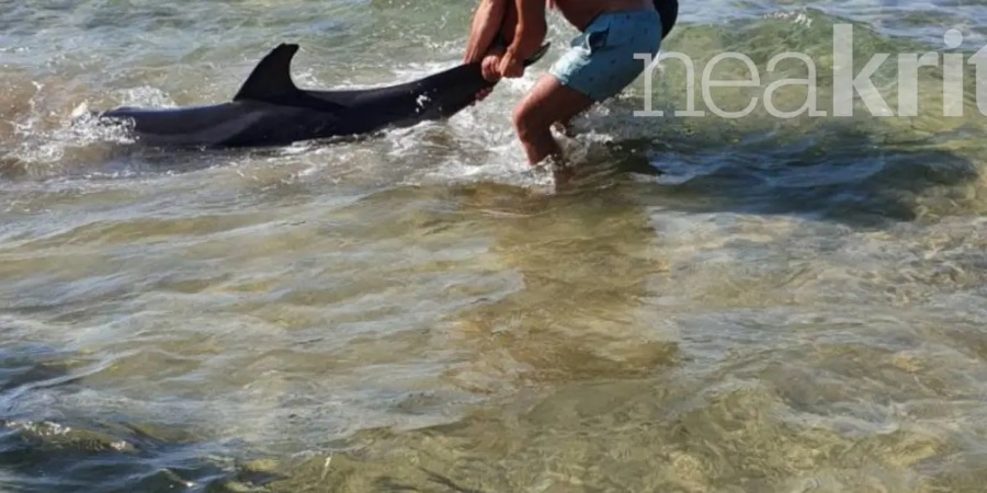 Ελλάδα: Δελφίνι ξεψύχησε στα χέρια λουόμενων στο Κοκκίνη Χάνι - Δείτε βίντεο