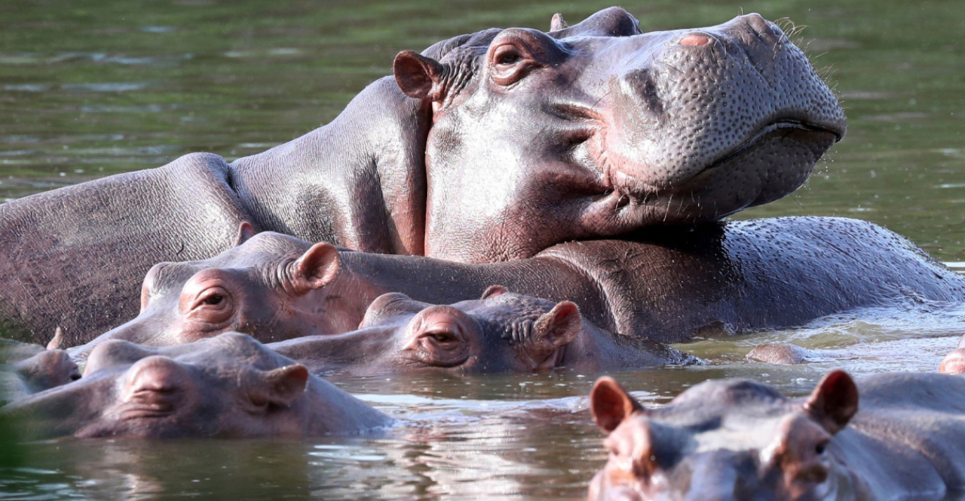 Ευθανασία δεκάδων «ιπποπόταμων της κοκαΐνης» στην Κολομβία που συνδέονται με τον Πάμπλο Εσκομπάρ