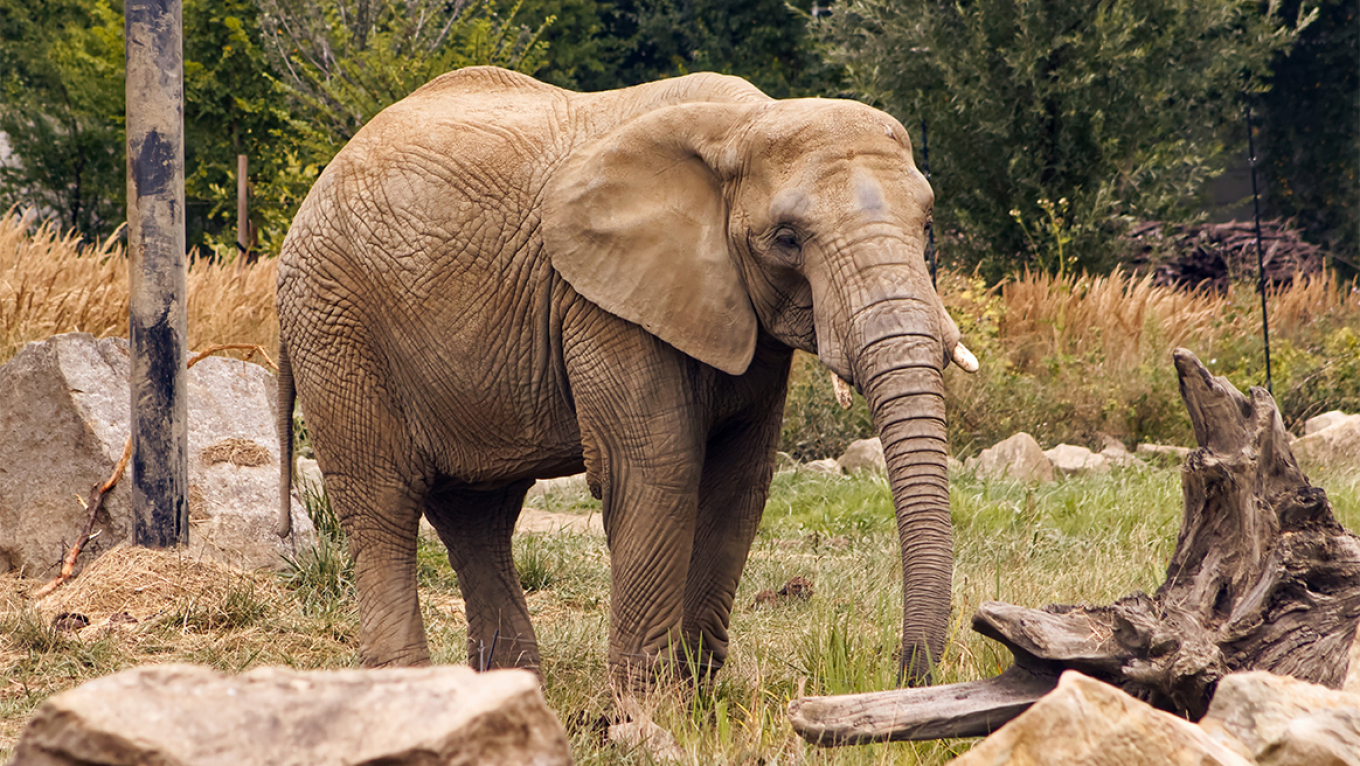 Ελέφαντας - φονιάς στην Ινδία έχει σκοτώσει 20 άτομα σε εννέα ημέρες, ανάμεσά τους και έναν πατέρα με τα παιδιά του 6 και 8 ετών