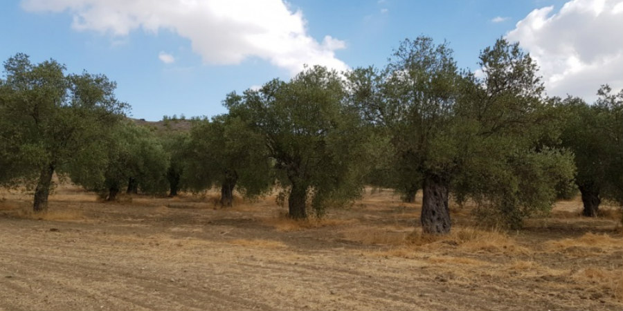 Έξαλλος Κύπριος – Απειλεί να σκοτώσει όποιον πιάσει μέσα στο χωράφι του – ΦΩΤΟΓΡΑΦΙΑ