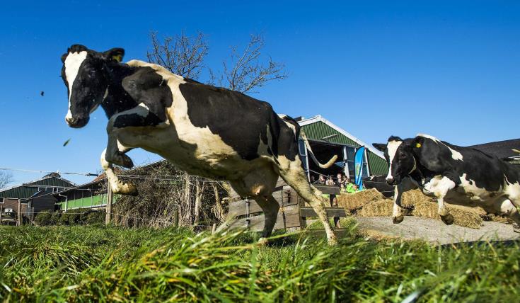 Αγελάδες με κέρατα ή χωρίς; Οι Ελβετοί ψηφίζουν την Κυριακή 