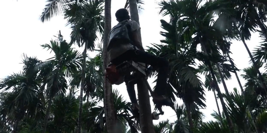 Απίστευτη πατέντα- Κατασκεύασε ανελκυστήρα για δέντρα- VIDEO