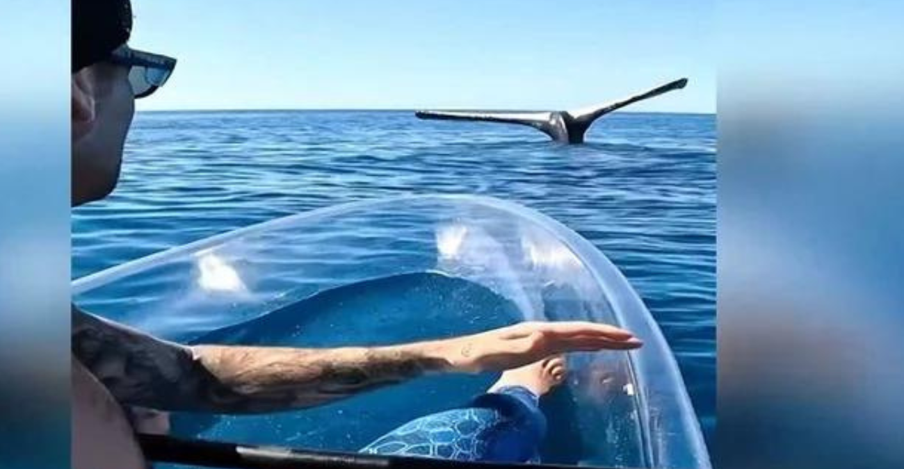 Εντυπωσιακές εικόνες από την συνάντηση tik-toker με φάλαινα στην Αυστραλία