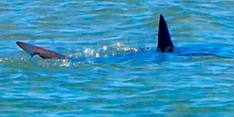 ΚΥΠΡΟΣ: Εντοπίστηκε καρχαρίας στις ακτές της Μόρφου – ΦΩΤΟΓΡΑΦΙΑ